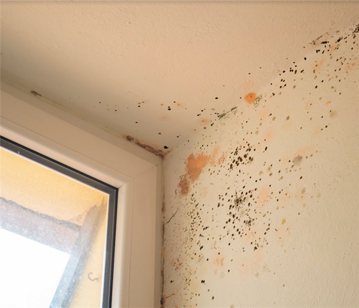 a corner of a room that has mold covering the walls